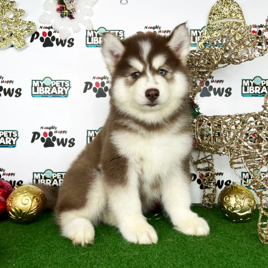 Wooly Husky Puppy (Female) For Sale