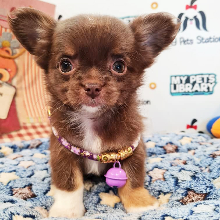 Long Coat Chihuahua Puppy (Male) For Sale