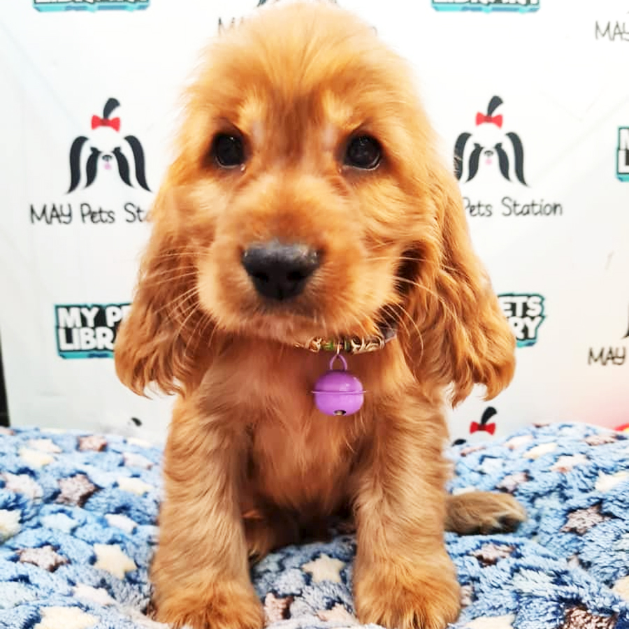 English Cocker Spaniel Puppy (Female) For Sale