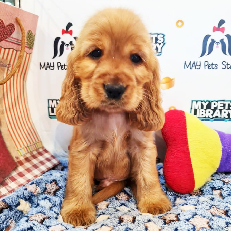 English Cocker Spaniel Puppy (Male) For Sale