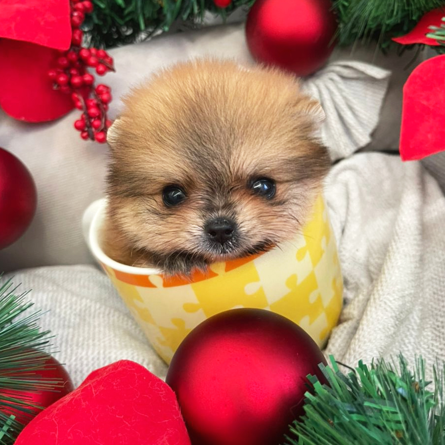MKA Teacup Pomeranian Puppy (Male) For Sale