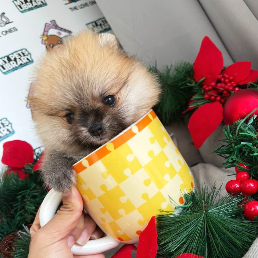 MKA Teacup Pomeranian Puppy (Female) For Sale