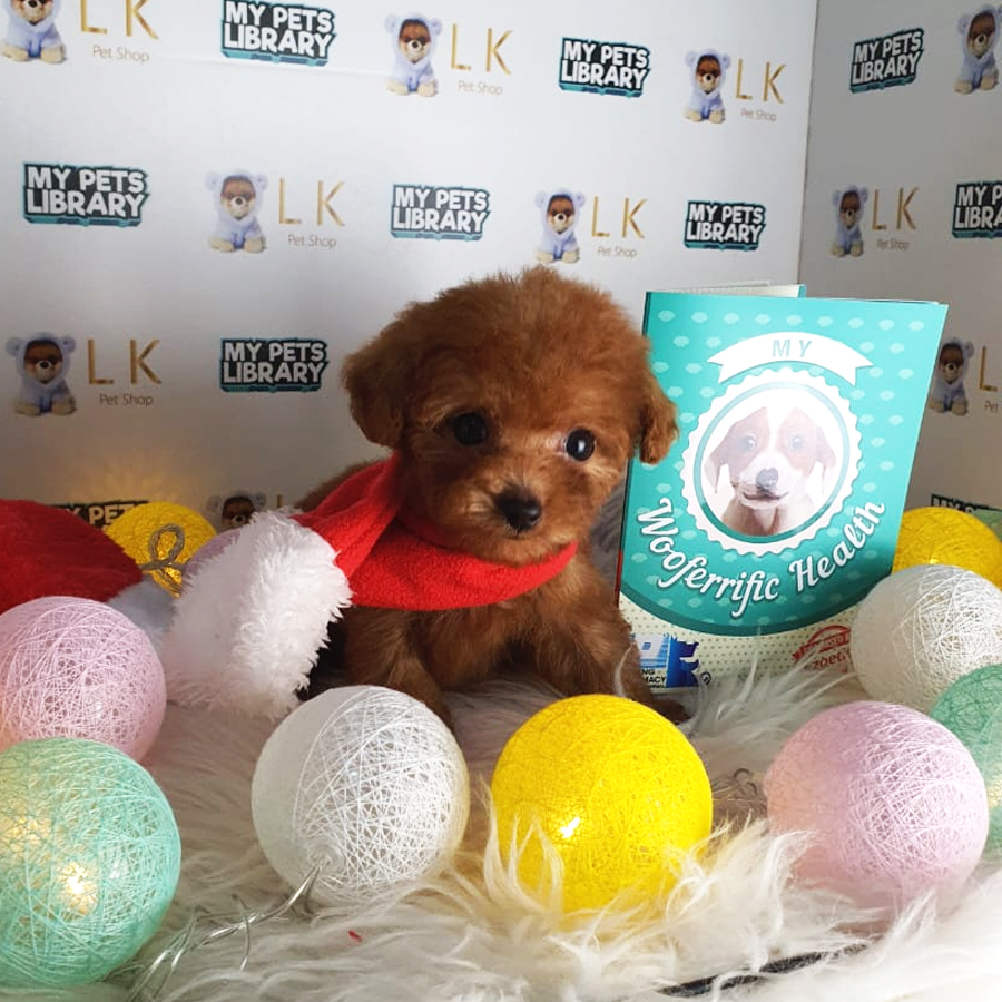 Tiny Poodle Puppy (Female) For Sale