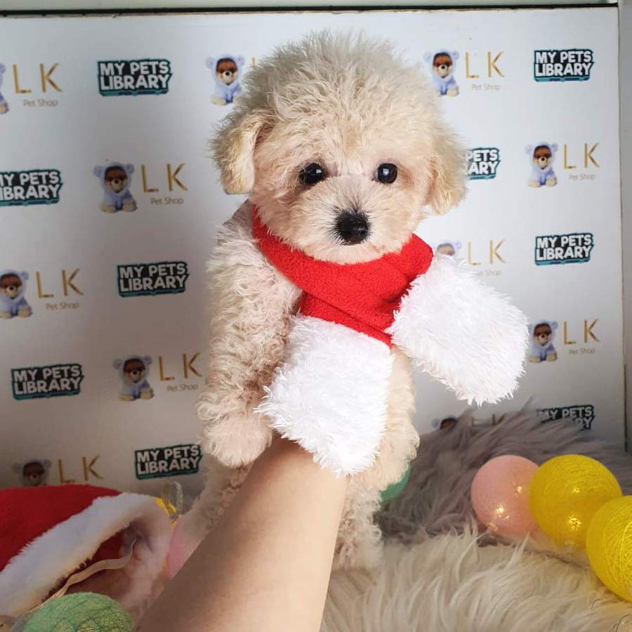 Tiny Poodle Puppy (Female) For Sale