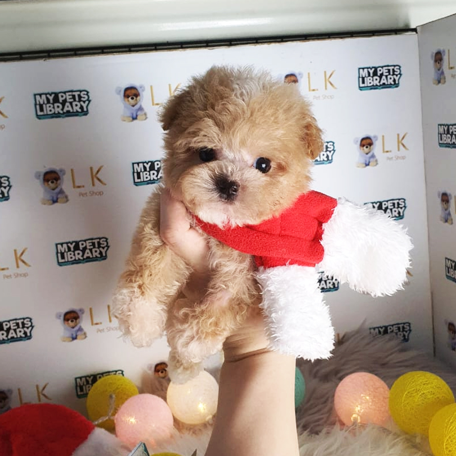 Tiny Poodle Puppy (Male) For Sale