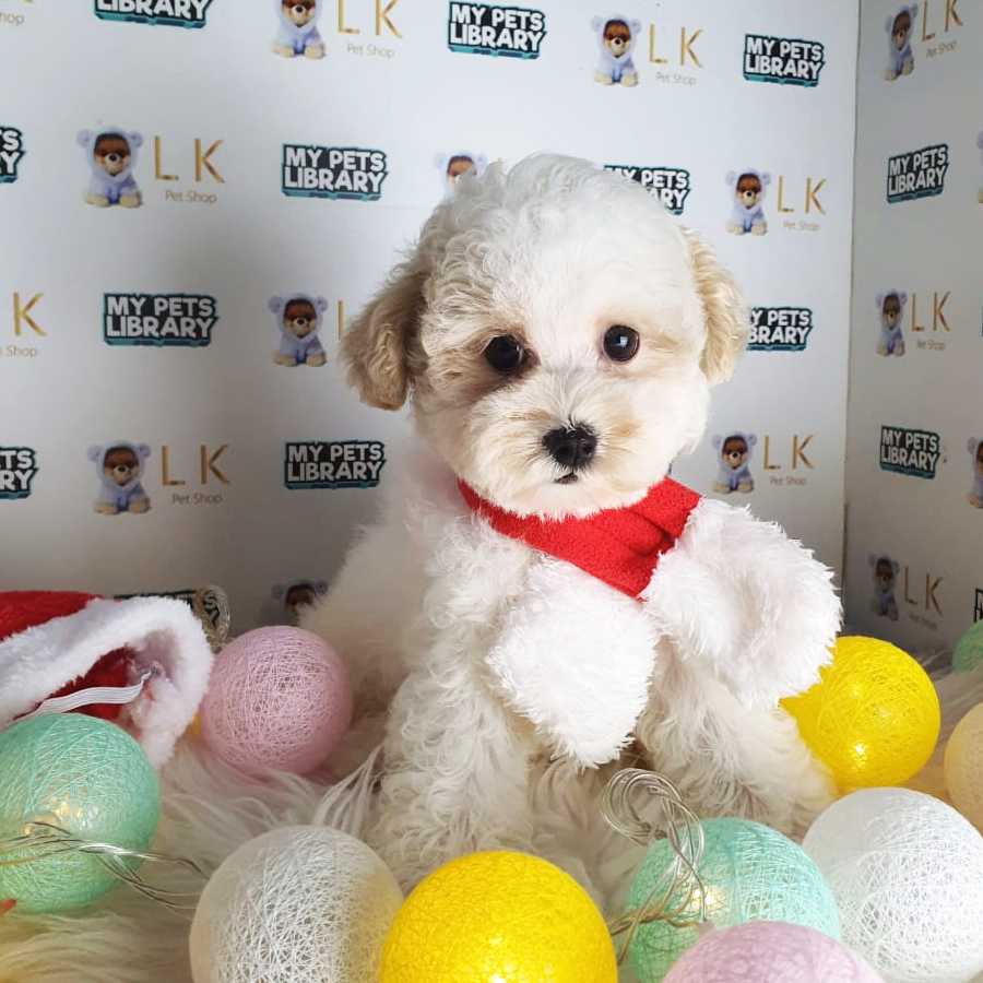 Toy Poodle Puppy (Female) For Sale