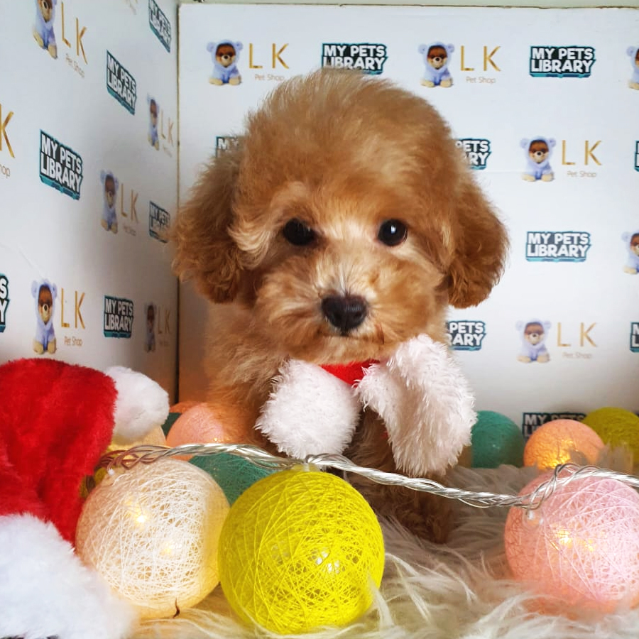 Toy Poodle Puppy (Female) For Sale