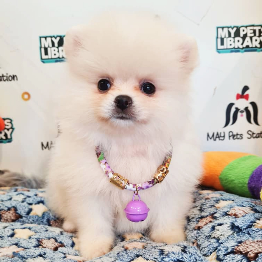 Pomeranian Puppy (Female) For Sale