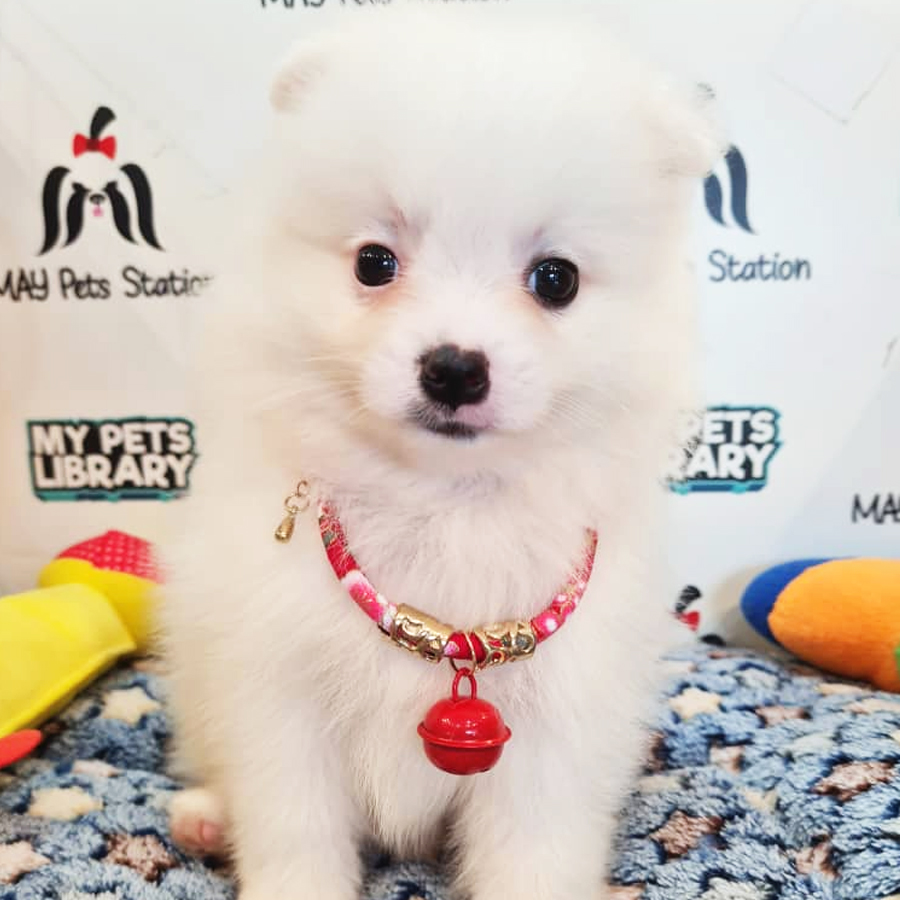 Pomeranian Puppy (Female) For Sale