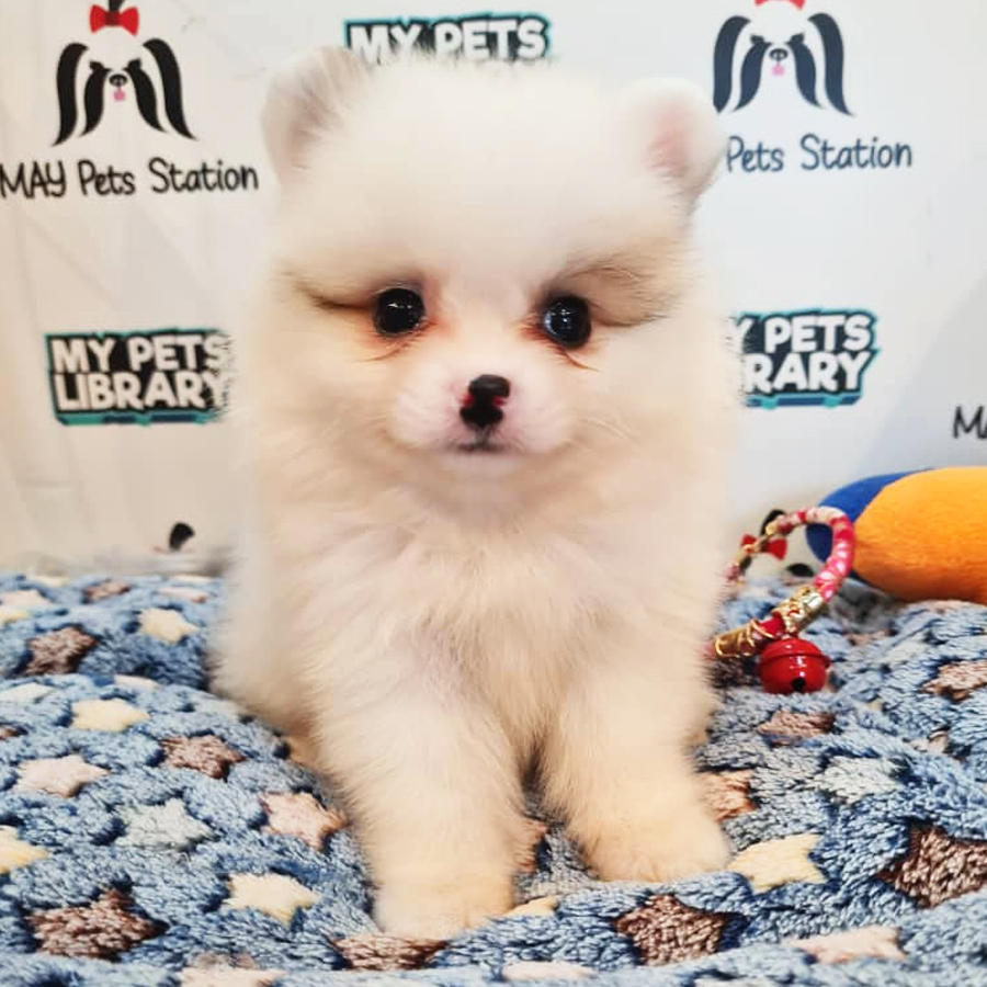 Pomeranian Puppy (Female) For Sale