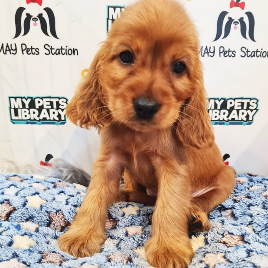 English Cocker Spaniel Puppy (Female) For Sale
