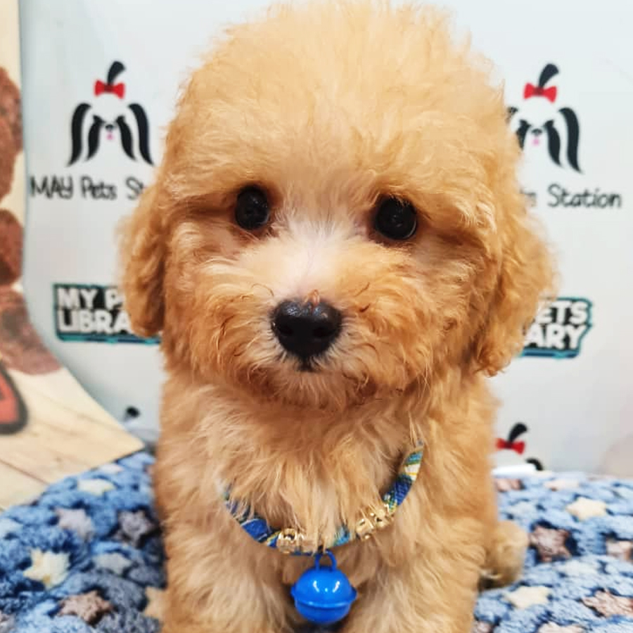 Toy Poodle Puppy (Male) For Sale
