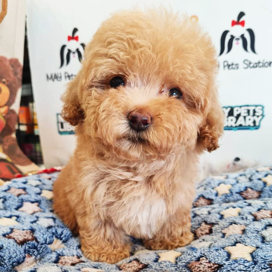 Toy Poodle Puppy (Female) For Sale