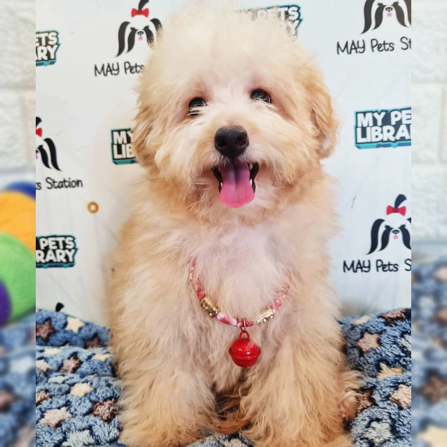 Maltipoo Puppy (Female) For Sale