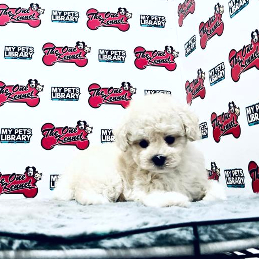 MKA Toy Poodle Puppy (Male) For Sale