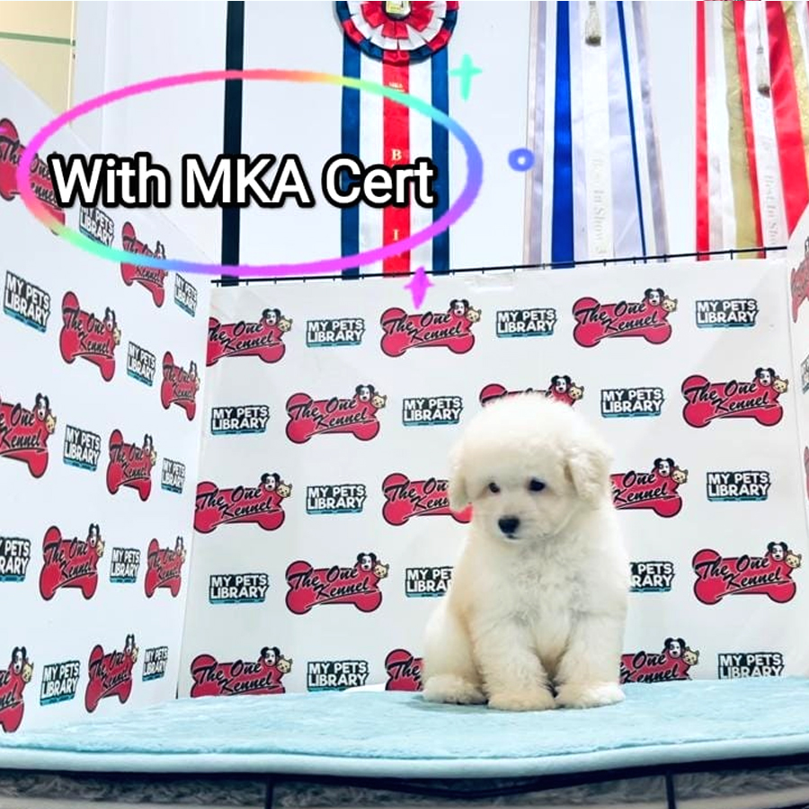 MKA Toy Poodle Puppy (Female) For Sale
