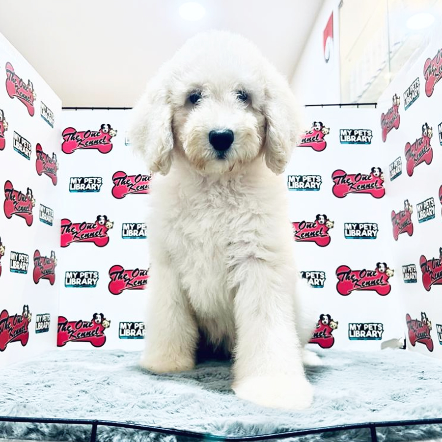 Standard Poodle Puppy (Female) For Sale