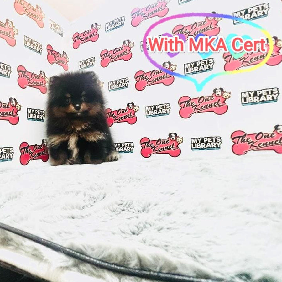 MKA Pomeranian Puppy (Male) For Sale
