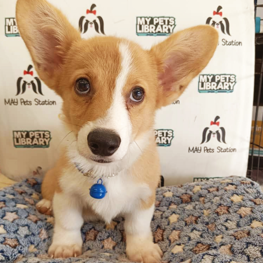 Welsh Corgi Puppy (Male) For Sale