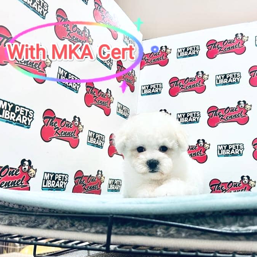 MKA Bichon Frise Puppy (Female) For Sale
