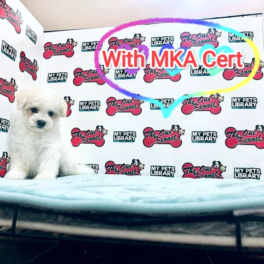 MKA Bichon Frise Puppy (Male) For Sale
