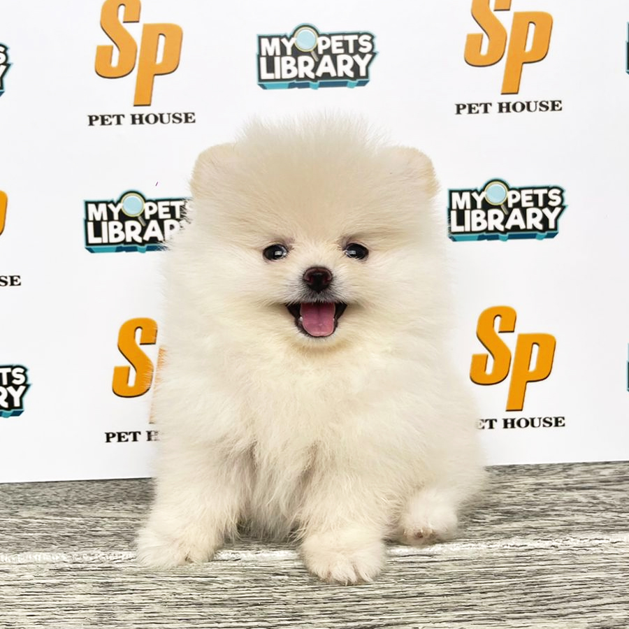 Tiny Pomeranian Puppy (Female) For Sale