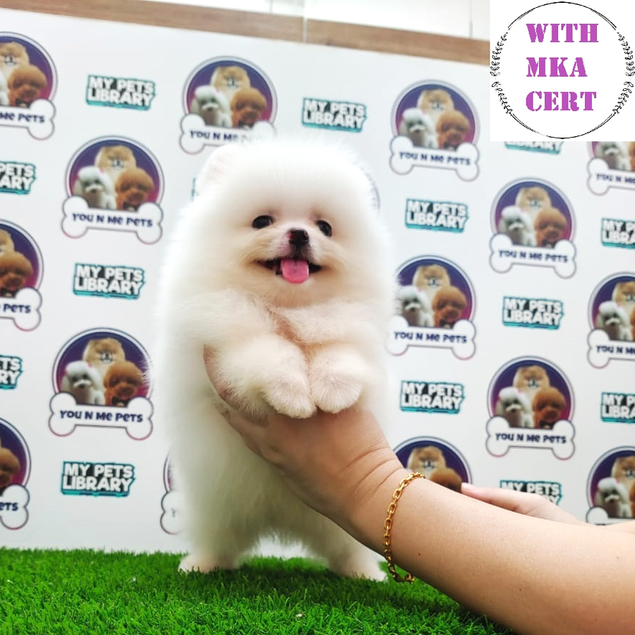 MKA Tiny Pomeranian Puppy (Male) For Sale