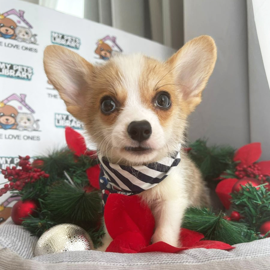 Welsh Corgi Puppy (Male) For Sale