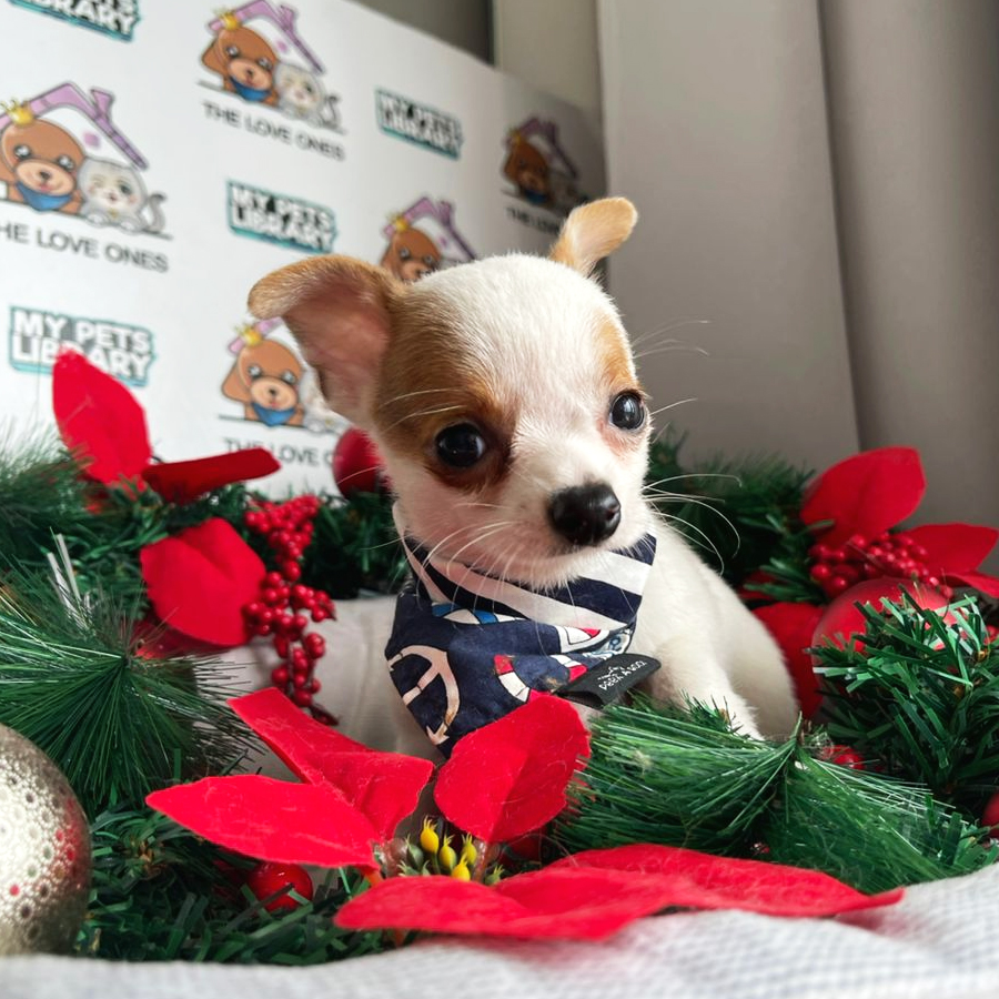 Chihuahua Puppy (Male) For Sale