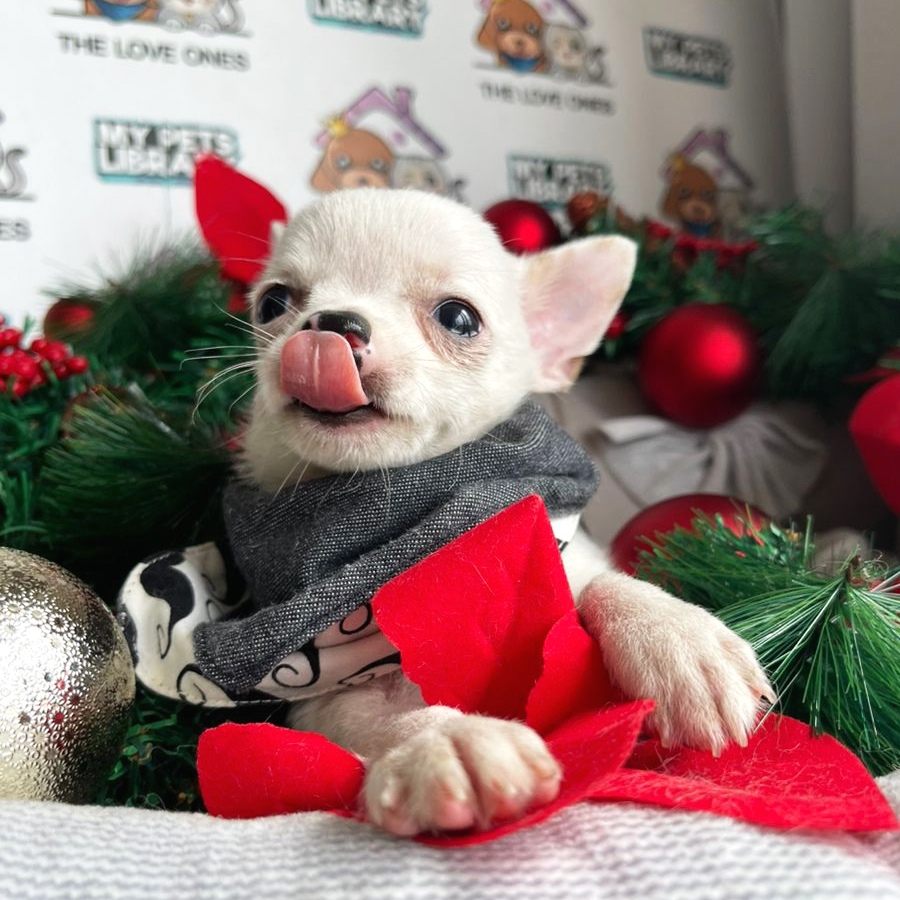 Chihuahua Puppy (Male) For Sale