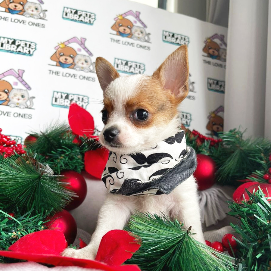 Chihuahua Puppy (Male) For Sale