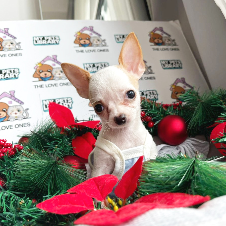 Chihuahua Puppy (Female) For Sale