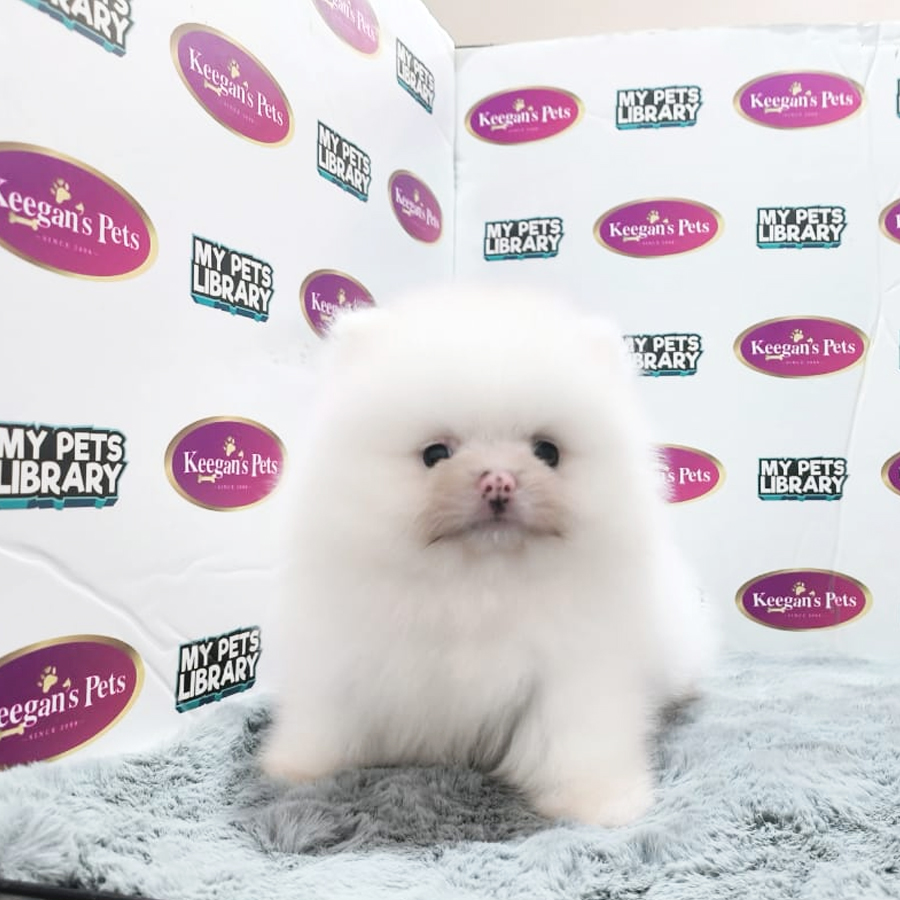 MKA Pomeranian Puppy (Female) For Sale