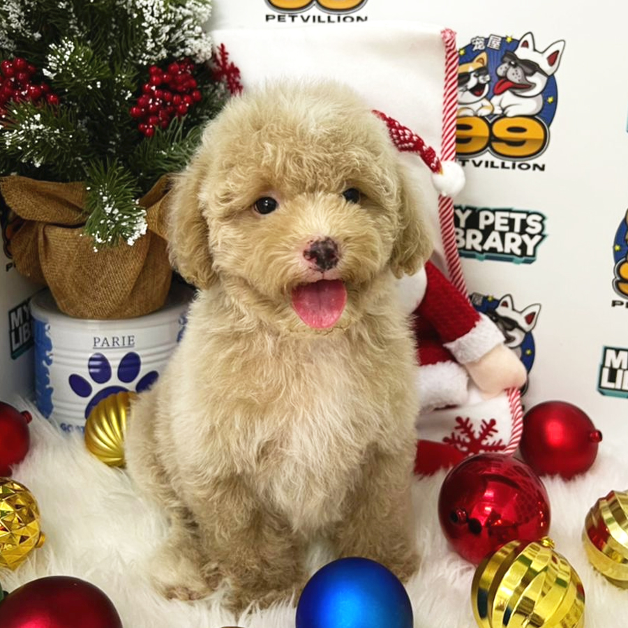 Toy Poodle Puppy (Male) For Sale