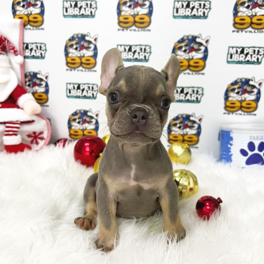 French Bulldog Puppy (Female) For Sale