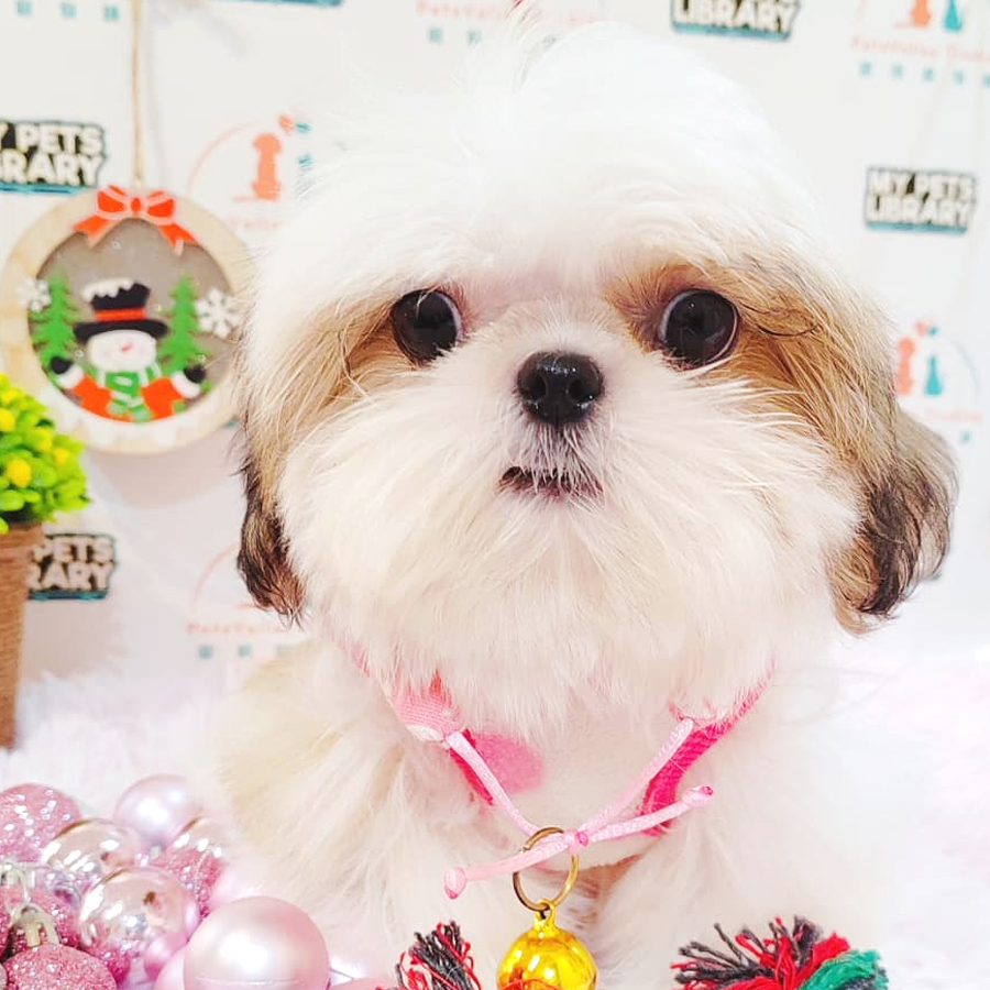 Shih Tzu Puppy (Male) For Sale