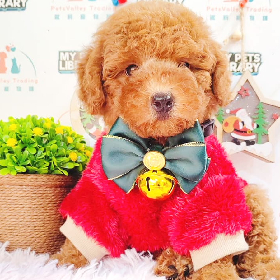 Toy Poodle Puppy (Male) For Sale