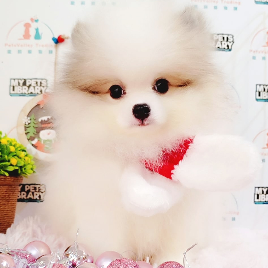 Pomeranian Puppy (Male) For Sale