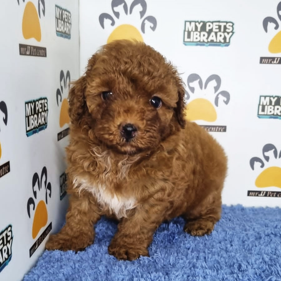 Toy Poodle Puppy (Male) For Sale