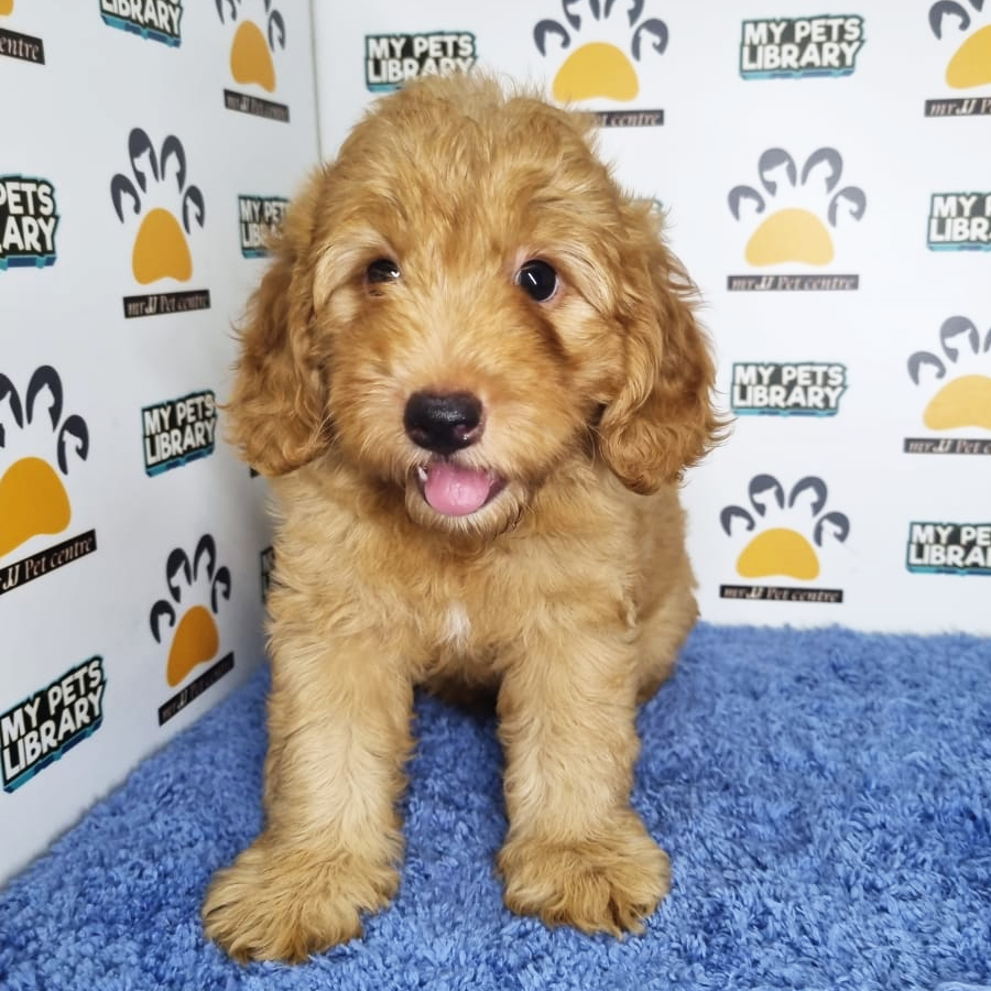Toy Poodle Puppy (Male) For Sale