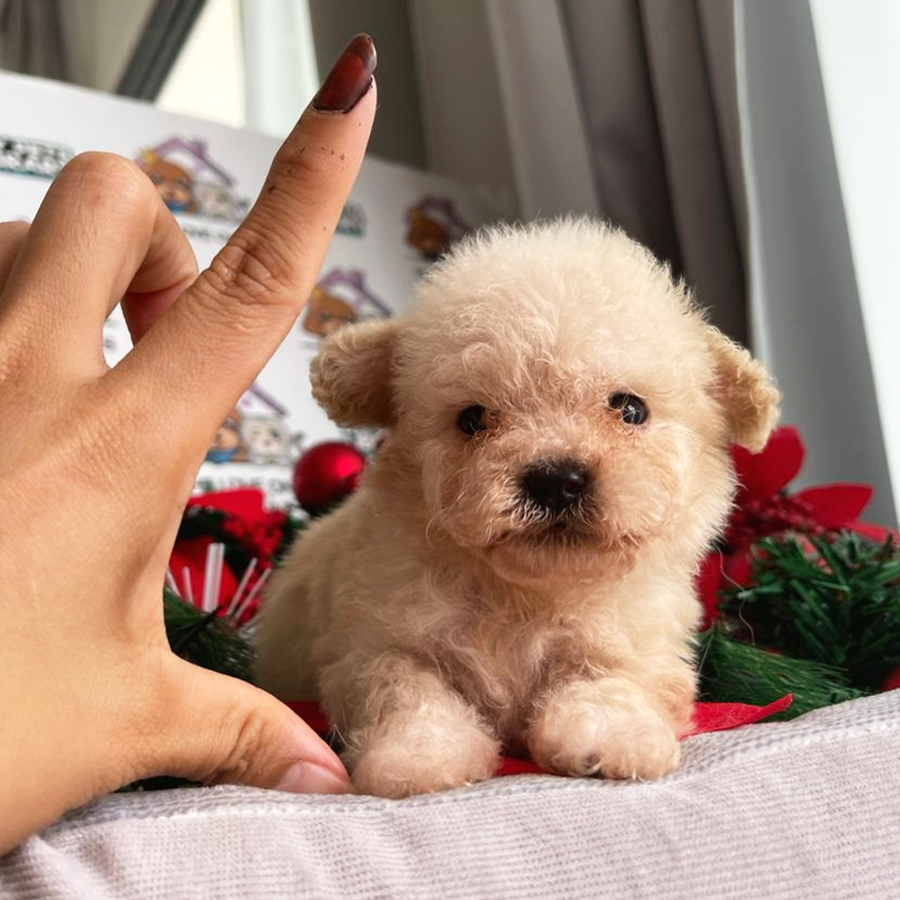 Teacup Poodle Puppy (Male) For Sale