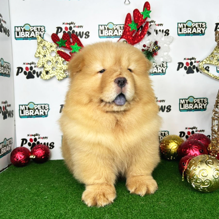 Chow Chow Puppy (Male) For Sale
