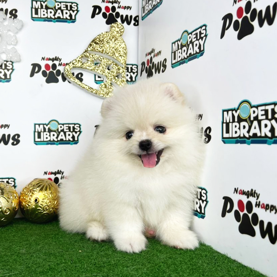 Pomeranian Puppy (Male) For Sale