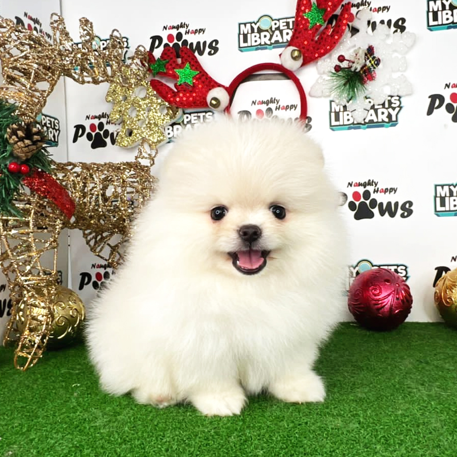 Pomeranian Puppy (Male) For Sale