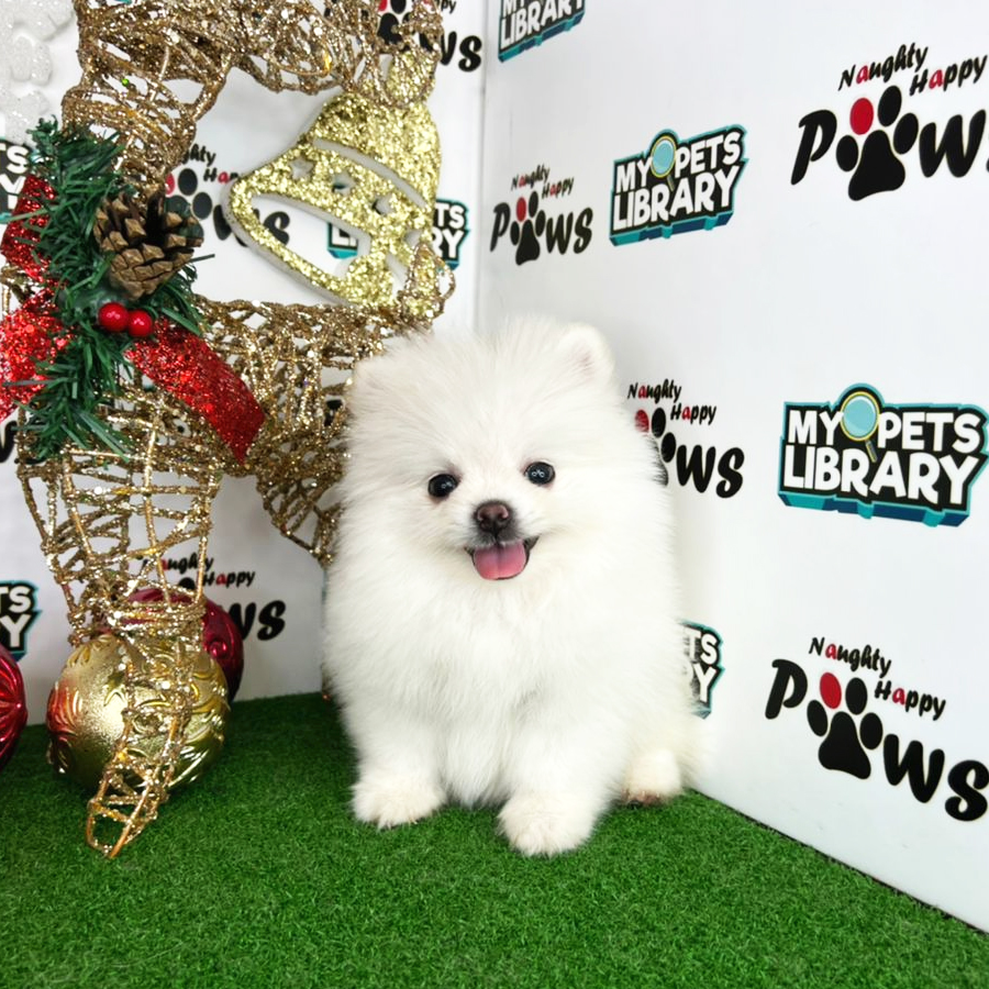 Pomeranian Puppy (Female) For Sale