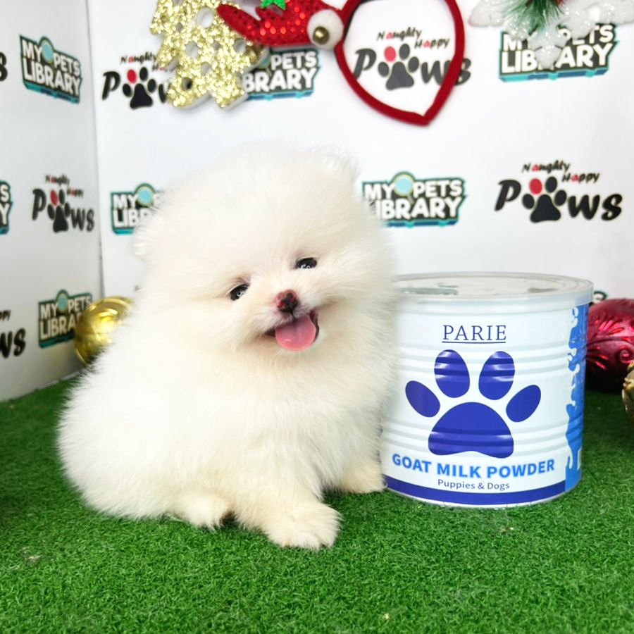 Pomeranian Puppy (Female) For Sale