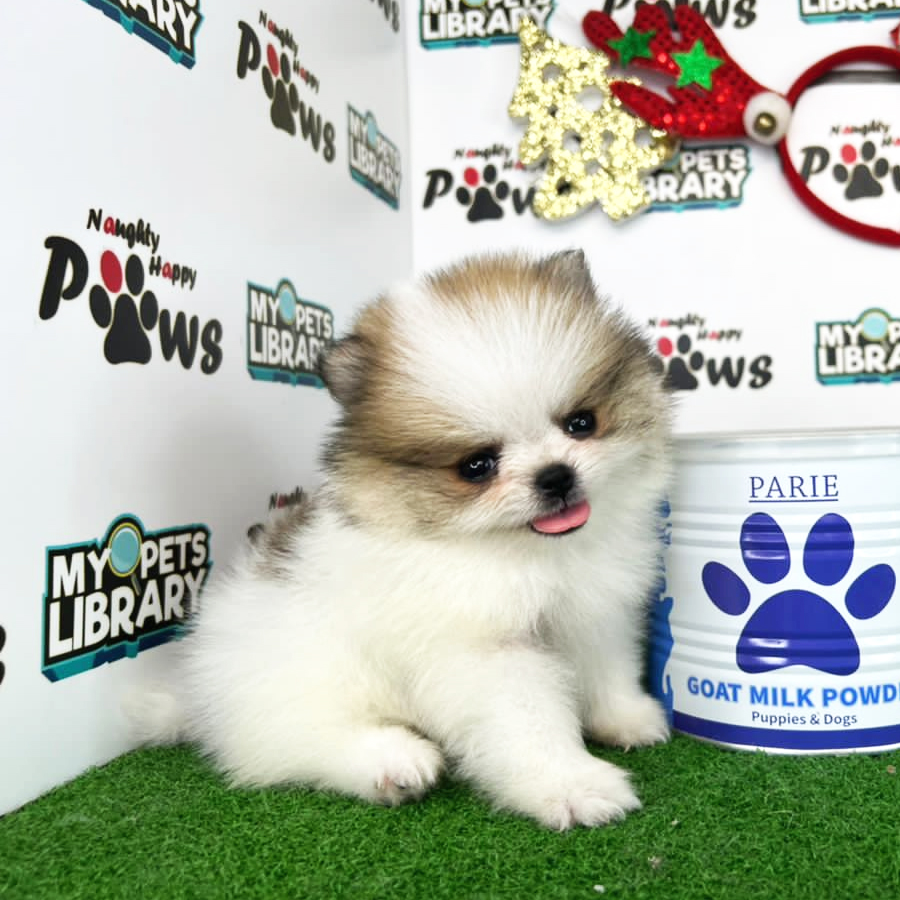Pomeranian Puppy (Female) For Sale