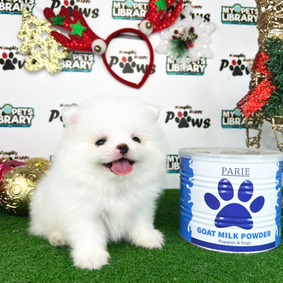 Pomeranian Puppy (Female) For Sale