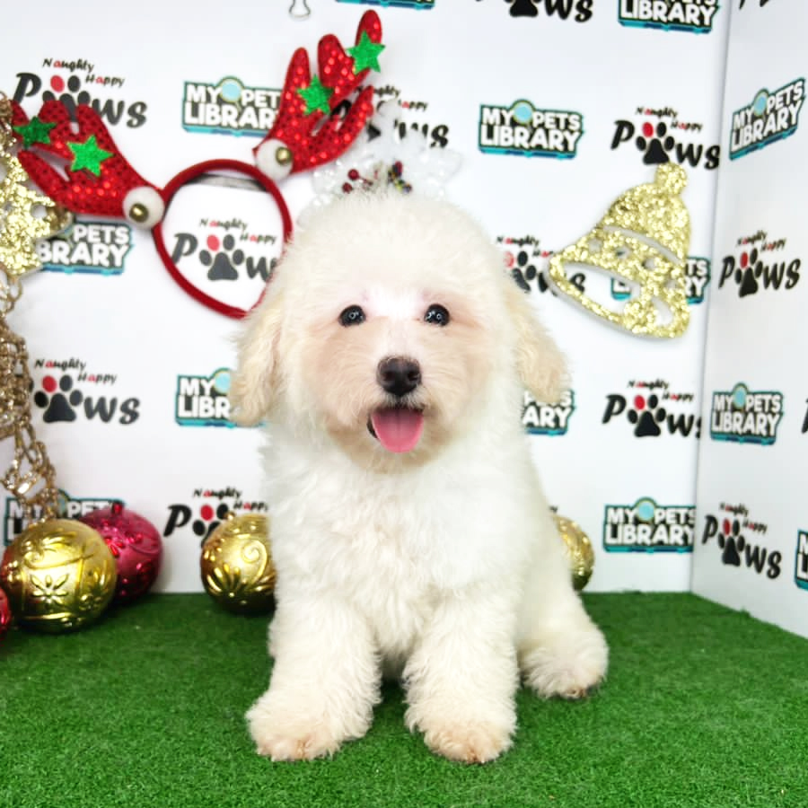 Toy Poodle Puppy (Male) For Sale