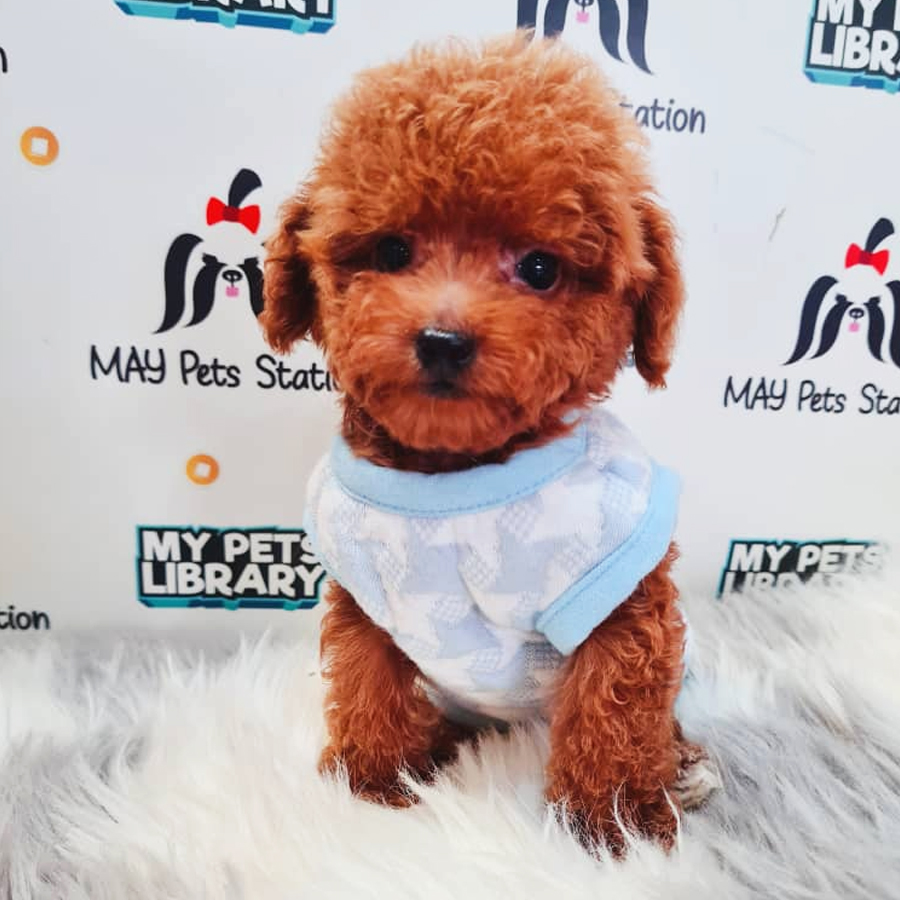 Toy Poodle Puppy (Female) For Sale